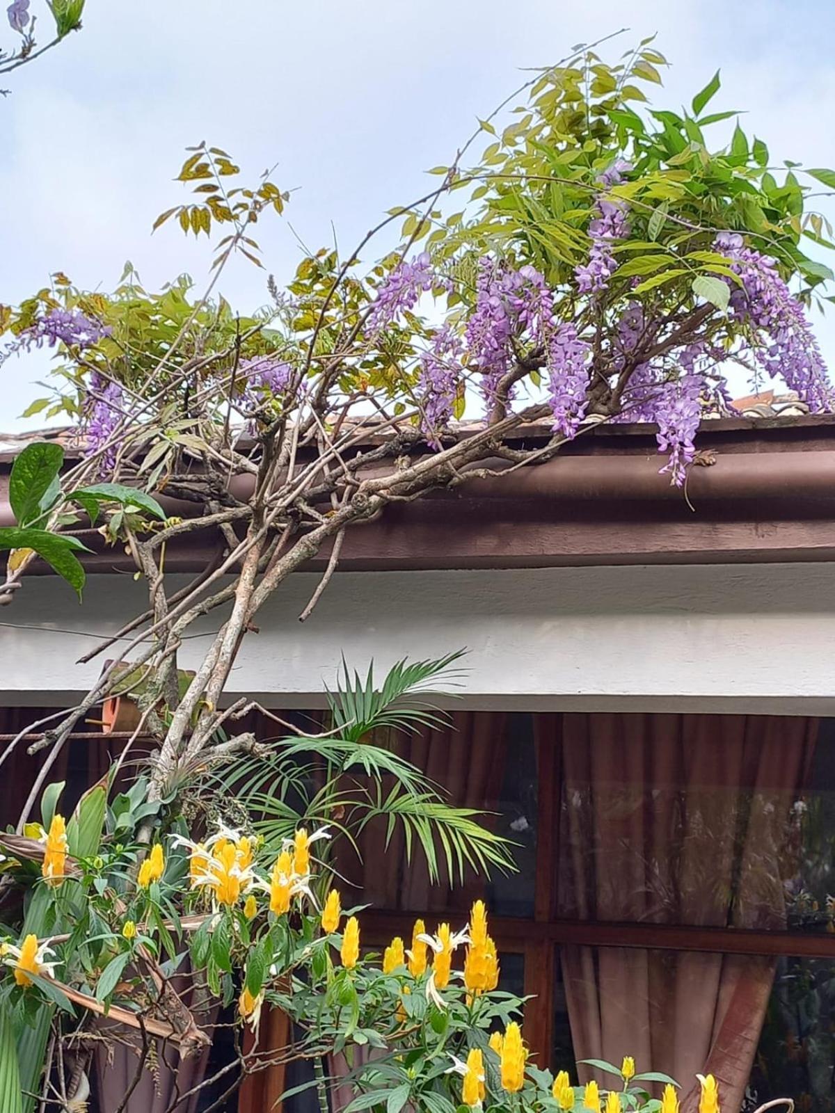 Posada Galeria Alberto Sedas Huatusco エクステリア 写真