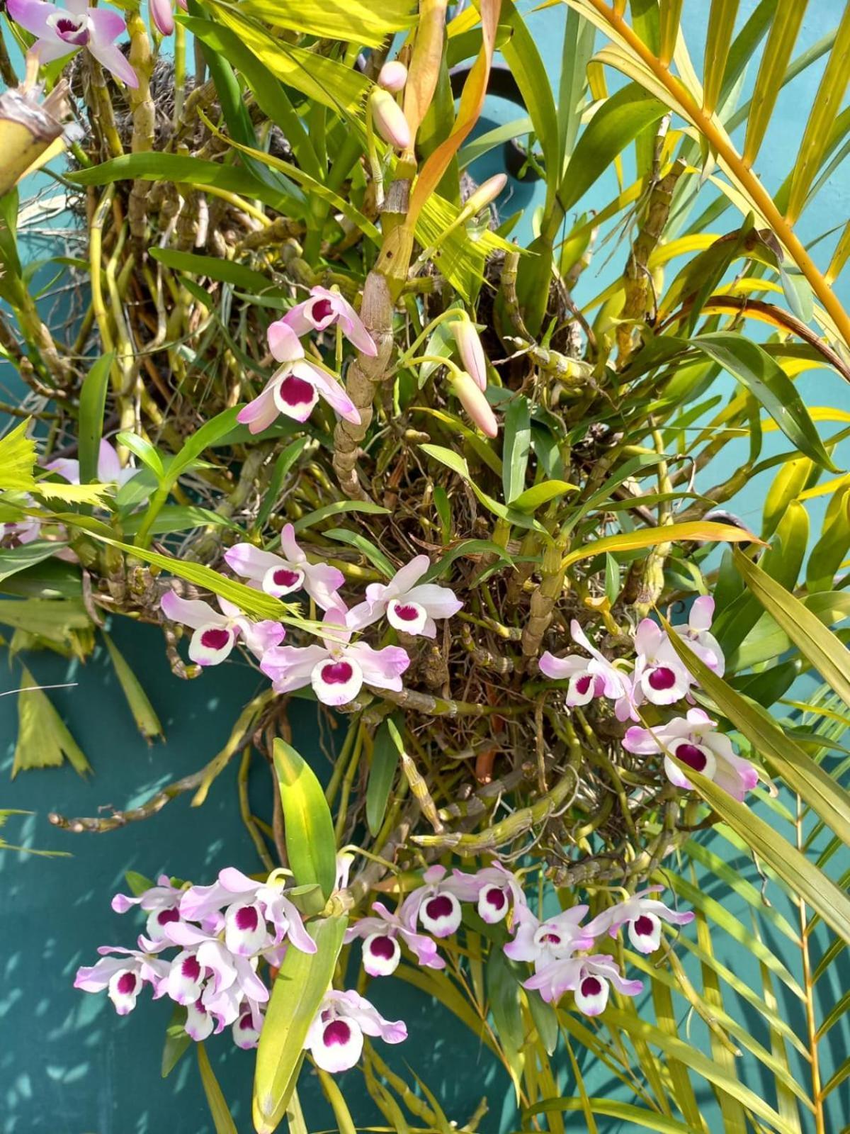 Posada Galeria Alberto Sedas Huatusco エクステリア 写真